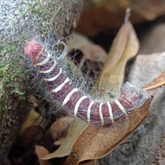 Eudaminae