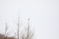 Phoenicurus erythrogastrus