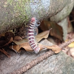 Eudaminae