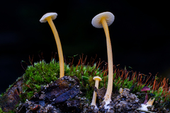 Entoloma farlowii