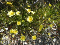 Malacothrix glabrata