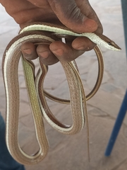 Psammophis elegans