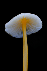 Entoloma farlowii