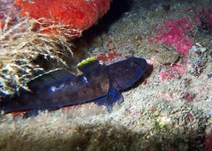 Rock Goby photo 2