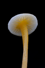 Entoloma farlowii