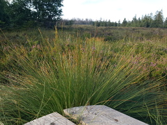 Trichophorum cespitosum