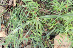 Cyperus