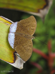 Tanaecia julii