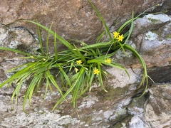 Hypoxis angustifolia