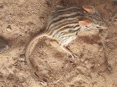 Arvicanthini