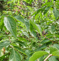 Sambucus racemosa melanocarpa