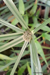 Cyperus