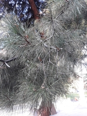 Pinus brutia eldarica