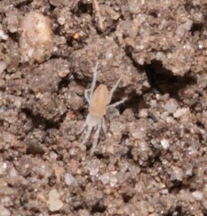 Rhagidiidae