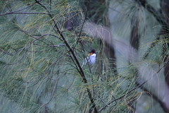 Hemixos castanonotus