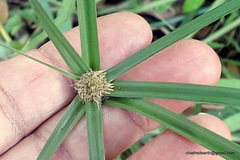 Cyperus