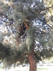 Pinus brutia eldarica