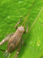 Gryllidae
