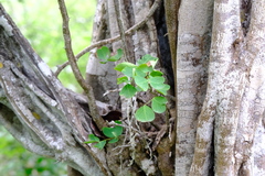 Haematoxylum brasiletto