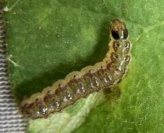 Rhectocraspeda periusalis