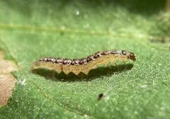 Rhectocraspeda periusalis