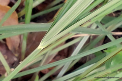 Cyperus