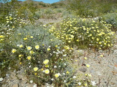 Malacothrix glabrata