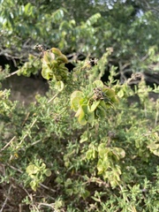 Tetragonia