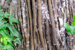 Haematoxylum brasiletto