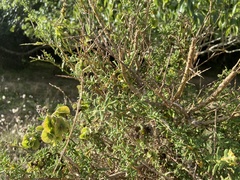 Tetragonia