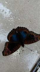 Junonia evarete