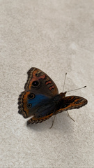 Junonia evarete