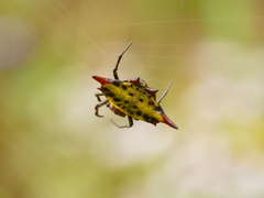 Gasteracantha sauteri
