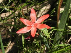 Hesperantha coccinea