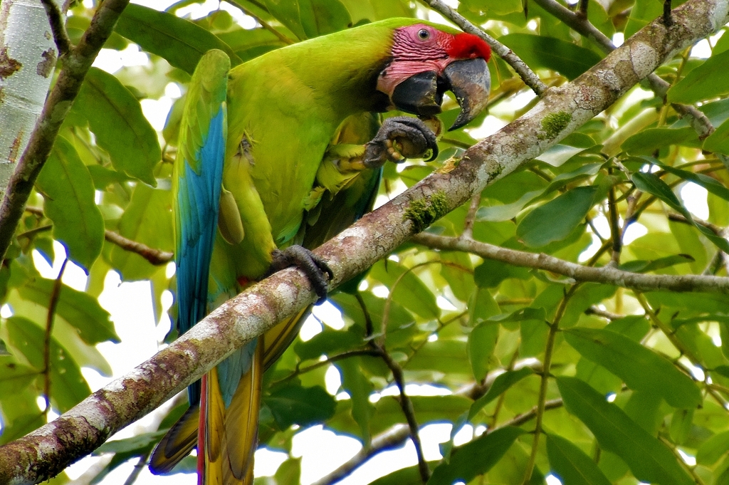 Great Green Macaw photo