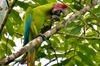 Great Green Macaw - Photo (c) Walter Welss, some rights reserved (CC BY-NC), uploaded by Walter Welss