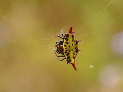 Gasteracantha sauteri