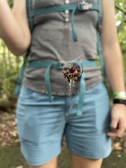 Verrucosa