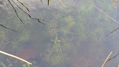 Batrachium