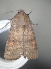 Eriopyga
