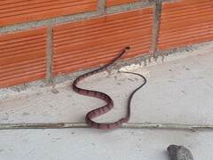 Siphlophis compressus