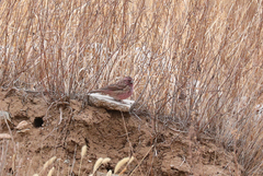 Carpodacus davidianus