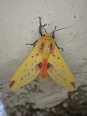 Symphlebia
