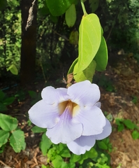 Thunbergia grandiflora