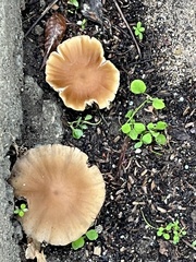 Fungi