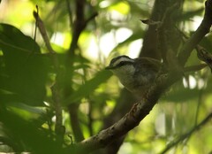 Myiothlypis leucophrys