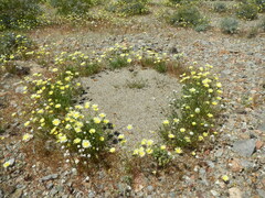 Malacothrix glabrata