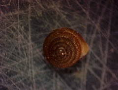 Strobilops texasianus