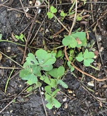 Oxalis pes-caprae