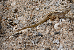 Anolis unilobatus